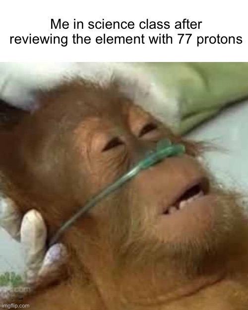 Dying orangutan | Me in science class after reviewing the element with 77 protons | image tagged in dying orangutan | made w/ Imgflip meme maker