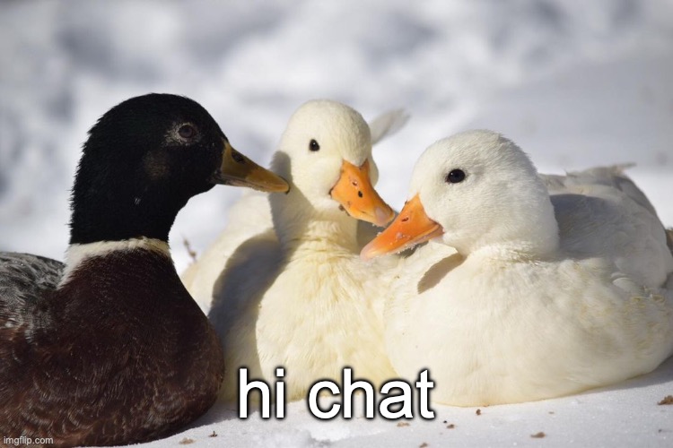 Dunkin Ducks | hi chat | image tagged in dunkin ducks | made w/ Imgflip meme maker