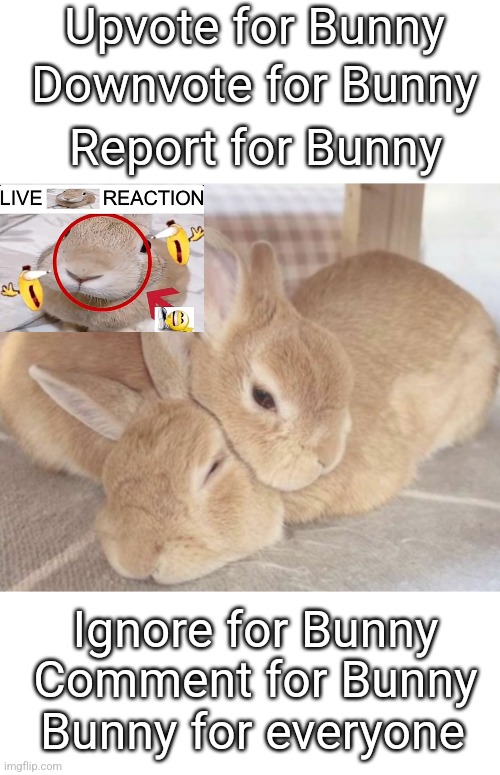 Meme #5: Bunny for Everyone | Upvote for Bunny; Downvote for Bunny; Report for Bunny; Ignore for Bunny; Comment for Bunny; Bunny for everyone | image tagged in memes | made w/ Imgflip meme maker