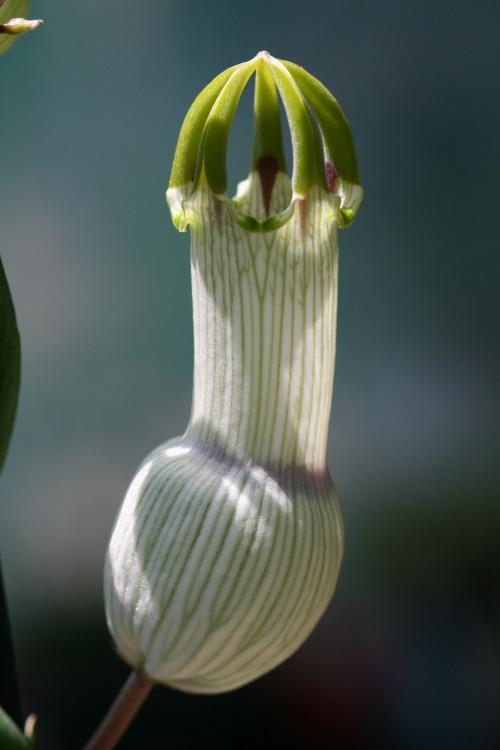 Ceropegia ampliata | image tagged in awesome,pics,photography | made w/ Imgflip meme maker