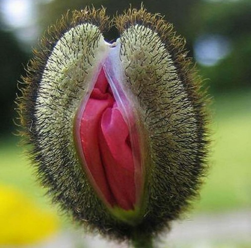 Poppy Bud | image tagged in awesome,pics,photography | made w/ Imgflip meme maker