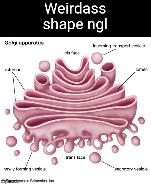 Weirdass shape ngl | made w/ Imgflip meme maker