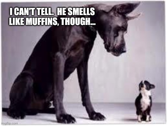 Big Dog, Little Dog | I CAN'T TELL.  HE SMELLS LIKE MUFFINS, THOUGH... | image tagged in big dog little dog | made w/ Imgflip meme maker