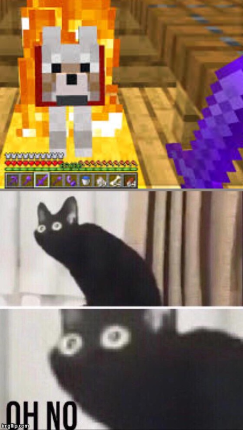 NOOOOOOOOO! | image tagged in oh no cat | made w/ Imgflip meme maker