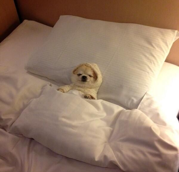 perrito dormido Blank Meme Template
