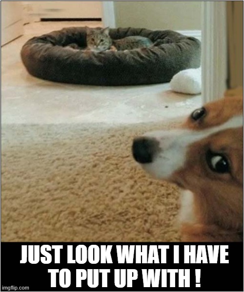 It's Doing It Again ! | JUST LOOK WHAT I HAVE
TO PUT UP WITH ! | image tagged in dogs,cat,frustration | made w/ Imgflip meme maker