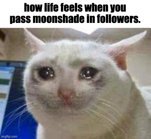 sad :( | how life feels when you pass moonshade in followers. | image tagged in sad cat | made w/ Imgflip meme maker