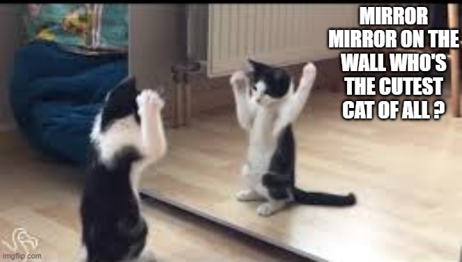 memes by Brad - mirror mirror on the wall who's the cutest cat of all? | MIRROR MIRROR ON THE WALL WHO'S THE CUTEST CAT OF ALL ? | image tagged in funny,cats,kitten,humor,funny cat memes,cute kittens | made w/ Imgflip meme maker