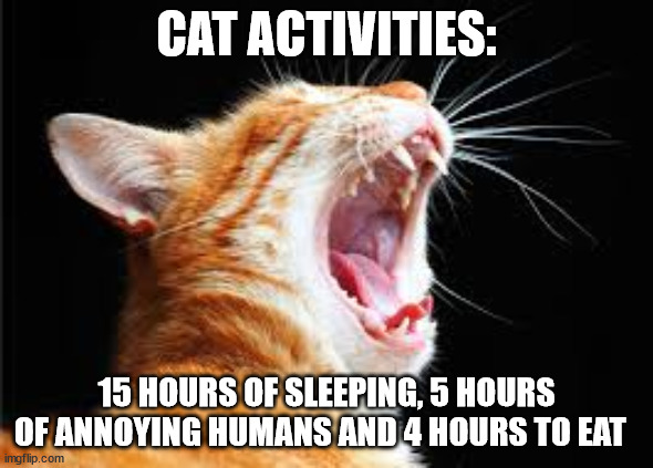 CAT ACTIVITIES:; 15 HOURS OF SLEEPING, 5 HOURS OF ANNOYING HUMANS AND 4 HOURS TO EAT | image tagged in cat,annoying,cats | made w/ Imgflip meme maker