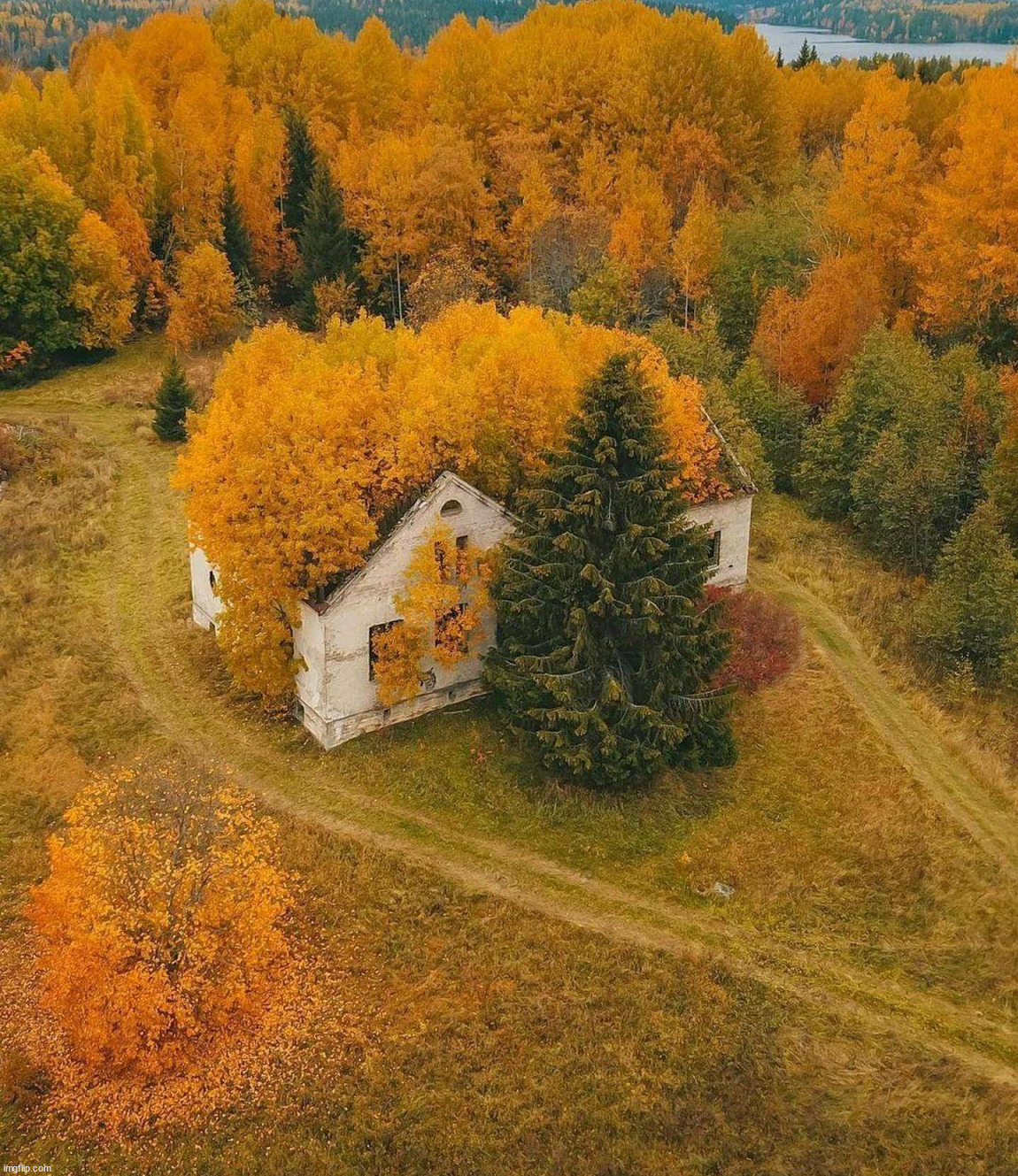 living in the woods Blank Meme Template