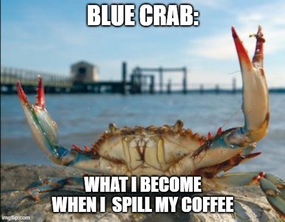 Blue and crabby | BLUE CRAB:; WHAT I BECOME WHEN I  SPILL MY COFFEE | image tagged in blue crab 1,coffee,crabby,blue,sad,grumpy | made w/ Imgflip meme maker