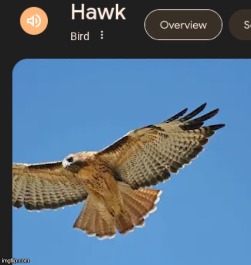 hawk | made w/ Imgflip meme maker