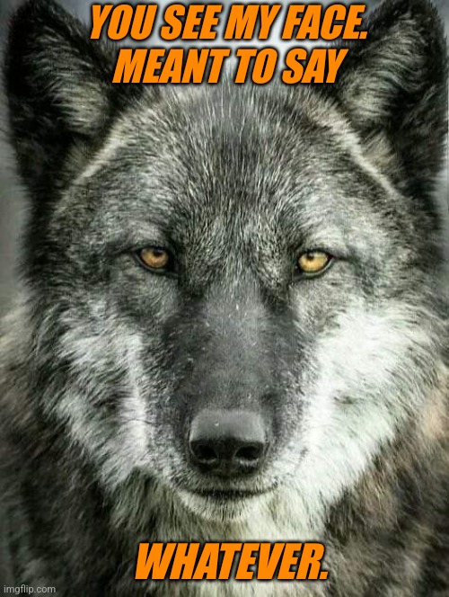 Whatever Wolf | YOU SEE MY FACE.
MEANT TO SAY; WHATEVER. | image tagged in whatever | made w/ Imgflip meme maker