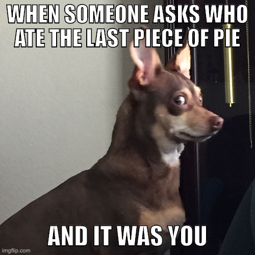 Last piece of pie | WHEN SOMEONE ASKS WHO ATE THE LAST PIECE OF PIE; AND IT WAS YOU | image tagged in guilty dog | made w/ Imgflip meme maker