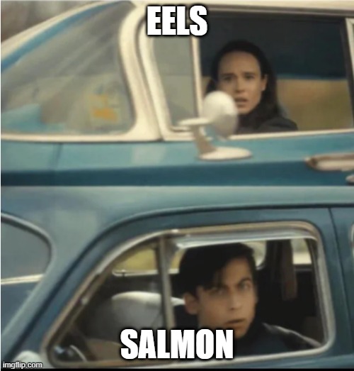 Cars Passing Each Other | EELS; SALMON | image tagged in cars passing each other | made w/ Imgflip meme maker
