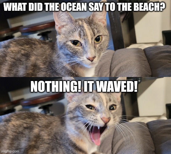 My cat is a potential meme template now haha | WHAT DID THE OCEAN SAY TO THE BEACH? NOTHING! IT WAVED! | image tagged in funny,cat,laughing | made w/ Imgflip meme maker