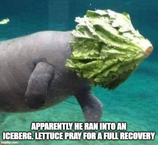 memes by Brad - He ran into an iceberg. Lettuce pray for him. | APPARENTLY HE RAN INTO AN ICEBERG. LETTUCE PRAY FOR A FULL RECOVERY | image tagged in funny,fun,play on words,humor,funny meme | made w/ Imgflip meme maker