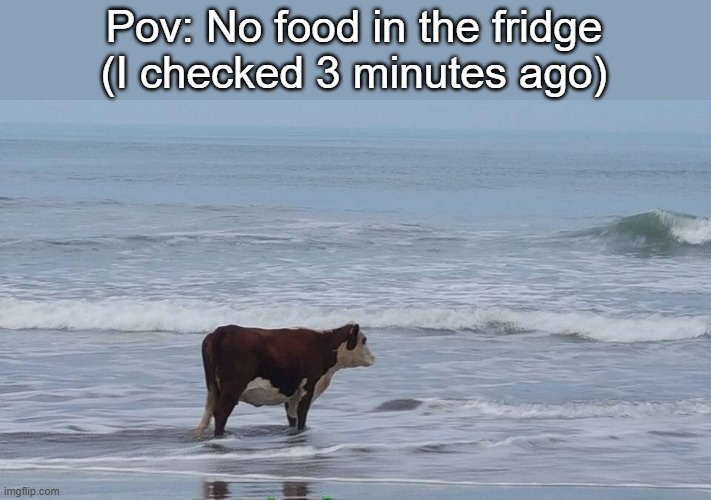 sad cow | Pov: No food in the fridge (I checked 3 minutes ago) | image tagged in sad cow | made w/ Imgflip meme maker