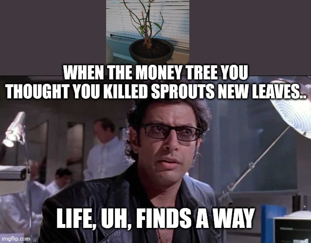 Life, uh finds a way | WHEN THE MONEY TREE YOU THOUGHT YOU KILLED SPROUTS NEW LEAVES.. LIFE, UH, FINDS A WAY | image tagged in life uh finds a way | made w/ Imgflip meme maker