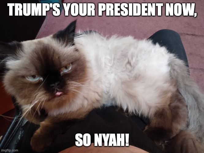 Violence | TRUMP'S YOUR PRESIDENT NOW, SO NYAH! | image tagged in violence | made w/ Imgflip meme maker