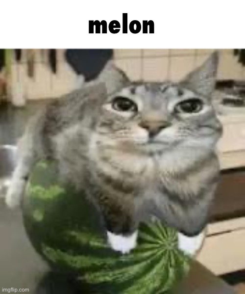 melon | made w/ Imgflip meme maker
