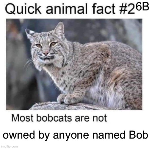 Bobcat | 6B; owned by anyone named Bob | image tagged in bobcat,bob,cat | made w/ Imgflip meme maker