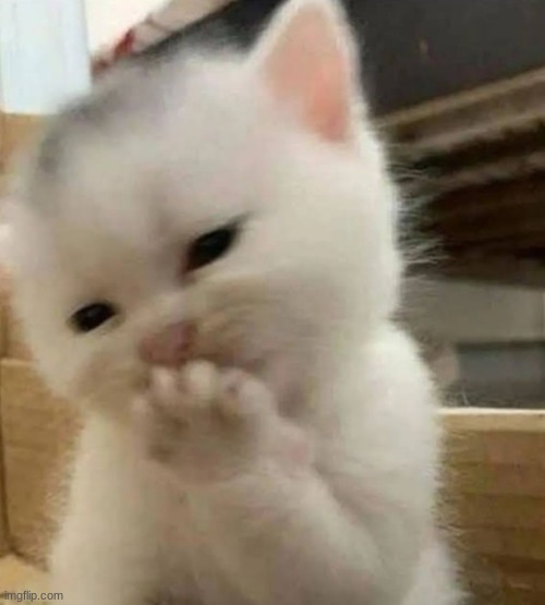 tee hee kitten | image tagged in tee hee kitten | made w/ Imgflip meme maker
