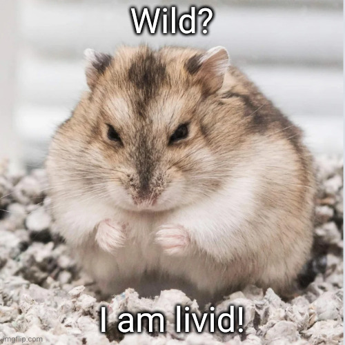 angry hamster | Wild? I am livid! | image tagged in angry hamster | made w/ Imgflip meme maker