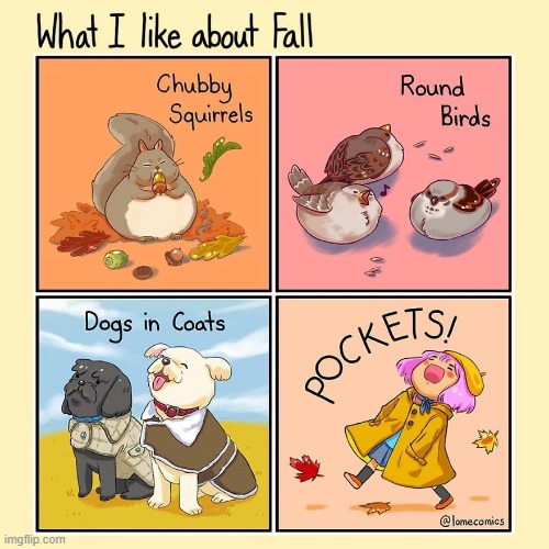 image tagged in fall,squirrels,birds,dogs,coats,pockets | made w/ Imgflip meme maker