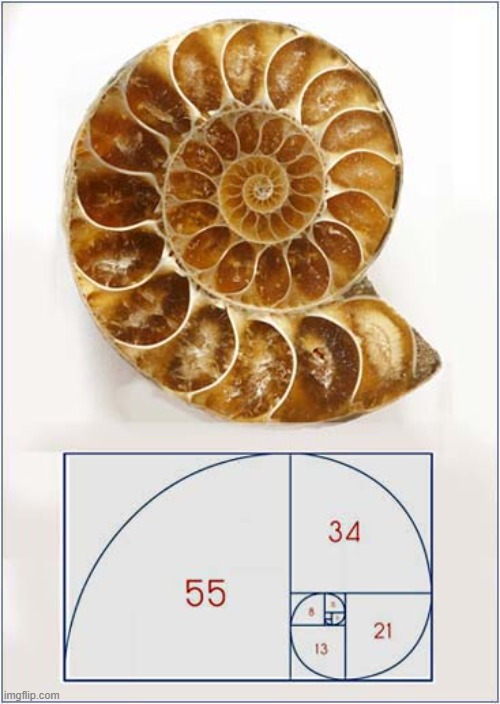 Happy Fibonacci Day | image tagged in fibonacci,ammonite,spirals | made w/ Imgflip meme maker