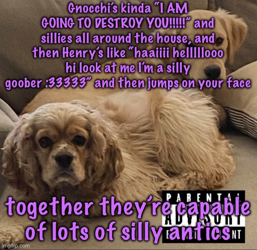 Gnocchi and Henry’s first studio album | Gnocchi’s kinda “I AM GOING TO DESTROY YOU!!!!!” and sillies all around the house, and then Henry’s like “haaiiii helllllooo hi look at me I’m a silly goober :33333” and then jumps on your face; together they’re capable of lots of silly antics | image tagged in gnocchi and henry s first studio album,cinnabox announcement | made w/ Imgflip meme maker