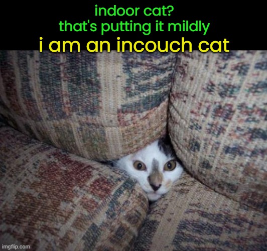 indoor cat?
that's putting it mildly i am an incouch cat | made w/ Imgflip meme maker