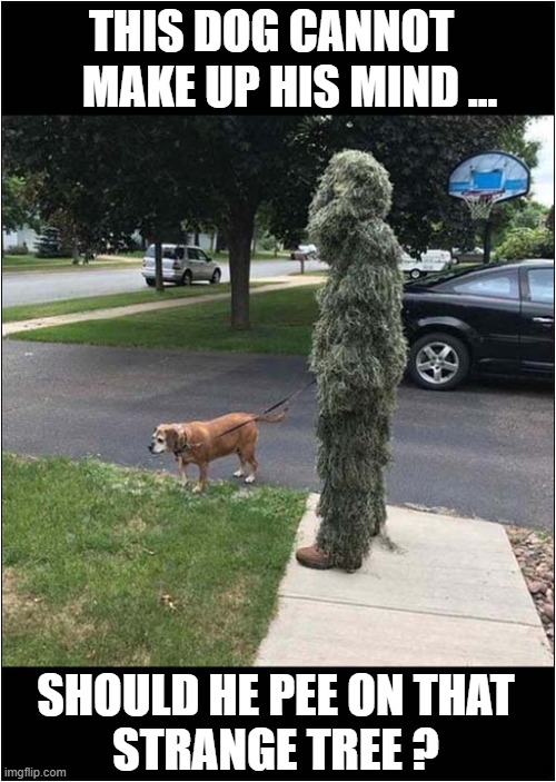 Decisions, Decisions ... | THIS DOG CANNOT 
   MAKE UP HIS MIND ... SHOULD HE PEE ON THAT
STRANGE TREE ? | image tagged in dogs,decisions decisions,peeing,camouflage | made w/ Imgflip meme maker