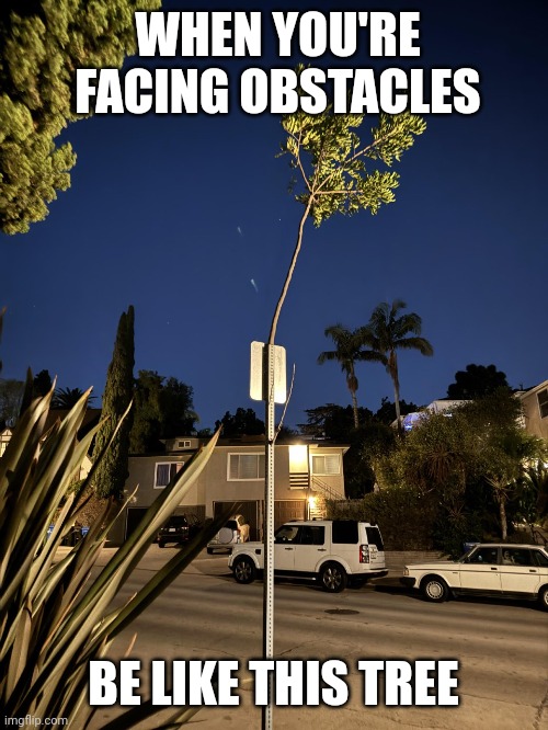 Be like this tree | WHEN YOU'RE FACING OBSTACLES; BE LIKE THIS TREE | image tagged in life,tree,obstacle,never give up | made w/ Imgflip meme maker