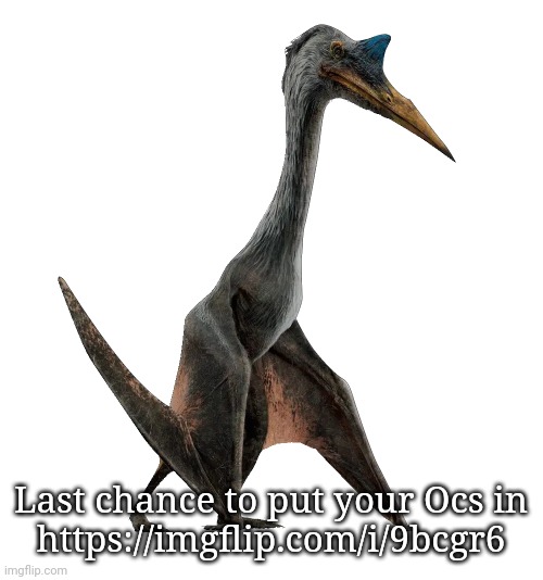 Quetzalcoatlus | Last chance to put your Ocs in
https://imgflip.com/i/9bcgr6 | image tagged in quetzalcoatlus | made w/ Imgflip meme maker