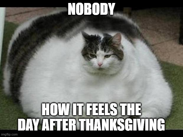 fat cat 2 | NOBODY; HOW IT FEELS THE DAY AFTER THANKSGIVING | image tagged in fat cat 2 | made w/ Imgflip meme maker