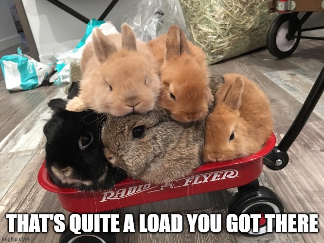 Bunny Wagon | THAT'S QUITE A LOAD YOU GOT THERE | image tagged in bunnies | made w/ Imgflip meme maker