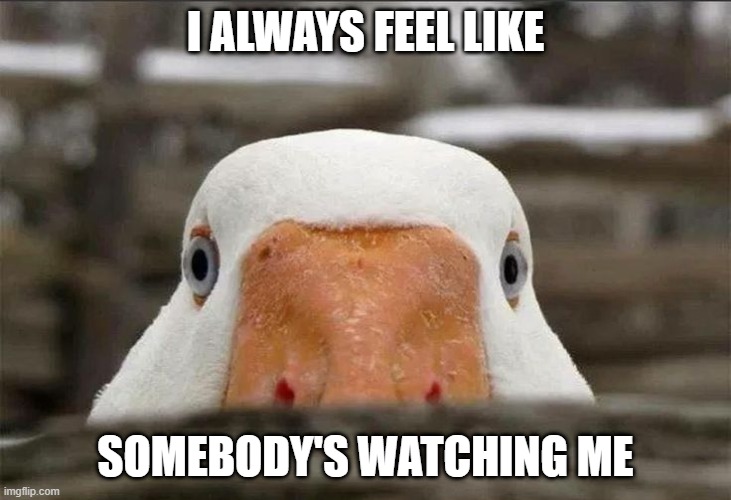 Watching Duck | I ALWAYS FEEL LIKE; SOMEBODY'S WATCHING ME | image tagged in ducks | made w/ Imgflip meme maker