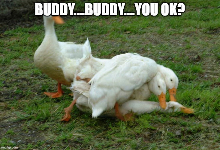 Dead Duck? | BUDDY....BUDDY....YOU OK? | image tagged in ducks | made w/ Imgflip meme maker