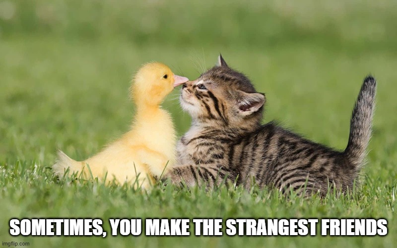 Friends | SOMETIMES, YOU MAKE THE STRANGEST FRIENDS | image tagged in ducks | made w/ Imgflip meme maker