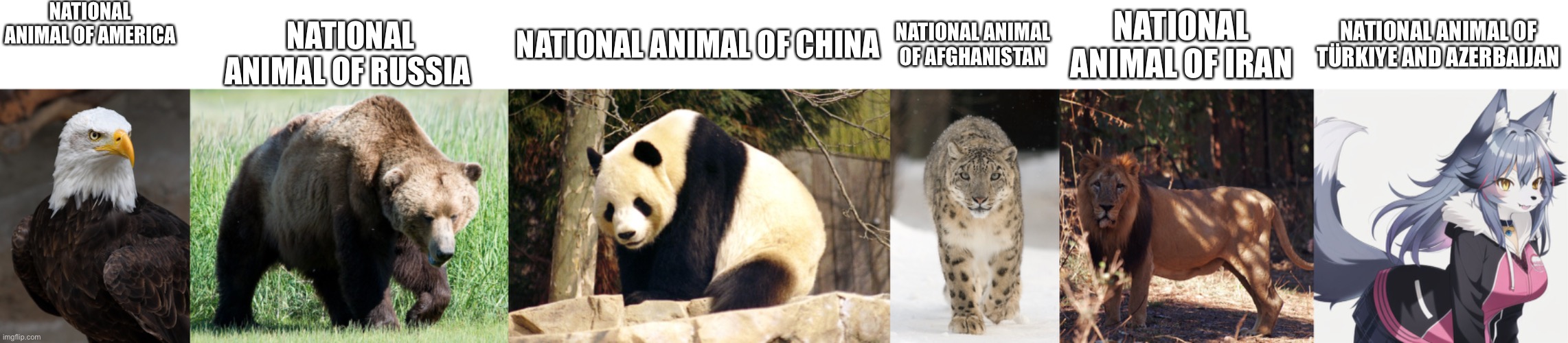 National animal of countries | NATIONAL ANIMAL OF AMERICA; NATIONAL ANIMAL OF RUSSIA; NATIONAL ANIMAL OF CHINA; NATIONAL ANIMAL OF AFGHANISTAN; NATIONAL ANIMAL OF IRAN; NATIONAL ANIMAL OF TÜRKIYE AND AZERBAIJAN | image tagged in memes,america,iran,russia,turkey,azerbaijan | made w/ Imgflip meme maker