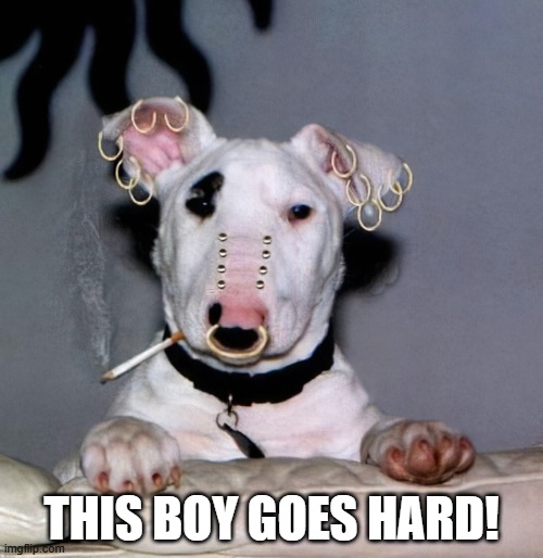 Punk Dog | THIS BOY GOES HARD! | image tagged in dogs | made w/ Imgflip meme maker