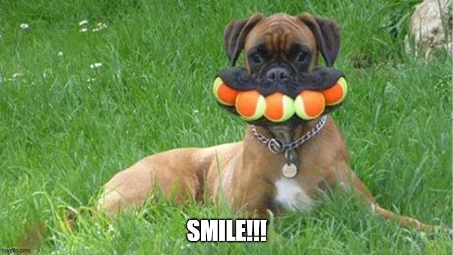 Smile | SMILE!!! | image tagged in dogs | made w/ Imgflip meme maker