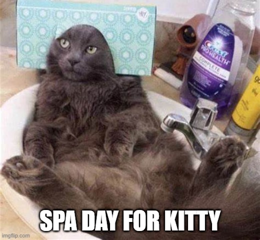 Spa Day | SPA DAY FOR KITTY | image tagged in cats | made w/ Imgflip meme maker