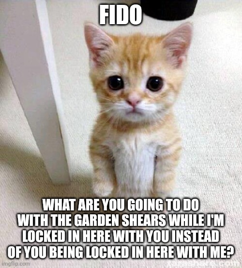 Cute Cat Meme | FIDO; WHAT ARE YOU GOING TO DO WITH THE GARDEN SHEARS WHILE I'M LOCKED IN HERE WITH YOU INSTEAD OF YOU BEING LOCKED IN HERE WITH ME? | image tagged in memes,cute cat | made w/ Imgflip meme maker