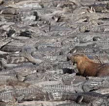 Capibara capybara entre cocodrilos between among alligators Blank Meme Template