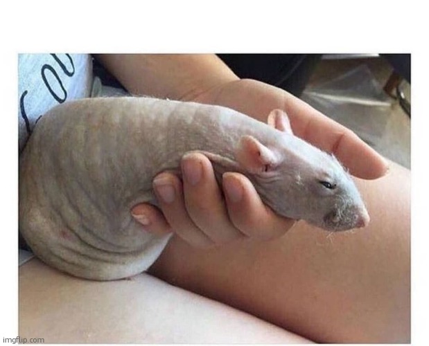 Rat | image tagged in rat | made w/ Imgflip meme maker