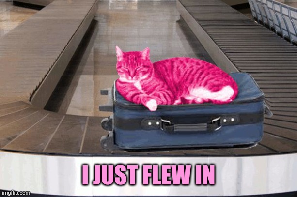 RayCat travelling carousel | I JUST FLEW IN | image tagged in raycat travelling carousel | made w/ Imgflip meme maker