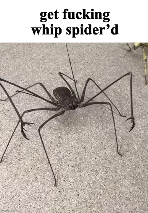 what’s good gang | get fucking whip spider’d | made w/ Imgflip meme maker