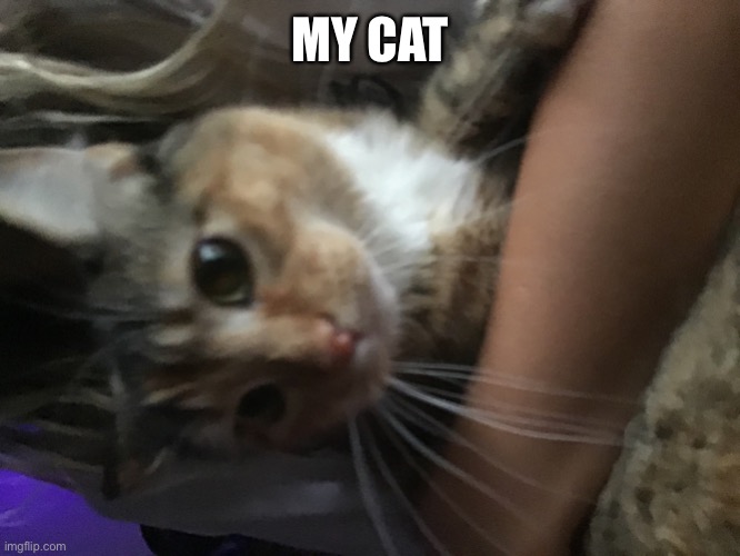 I made this temp | MY CAT | image tagged in meatball the cat | made w/ Imgflip meme maker